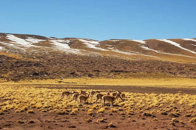 Atacama is the driest desert on earth