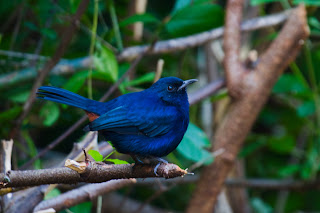 An Indian Black Robin perched on a branch, photographed in Sri Lanka