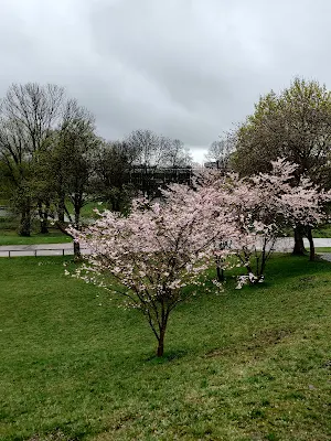 オリンピア公園（Olympiapark）の桜の木