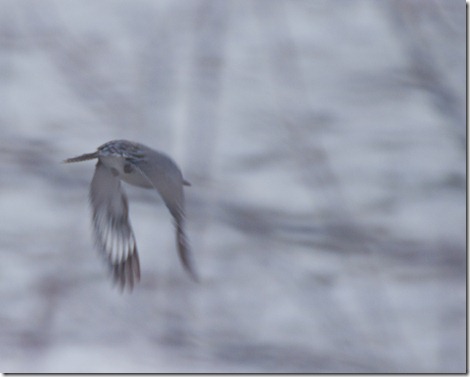 20110310_birding2_800_4541