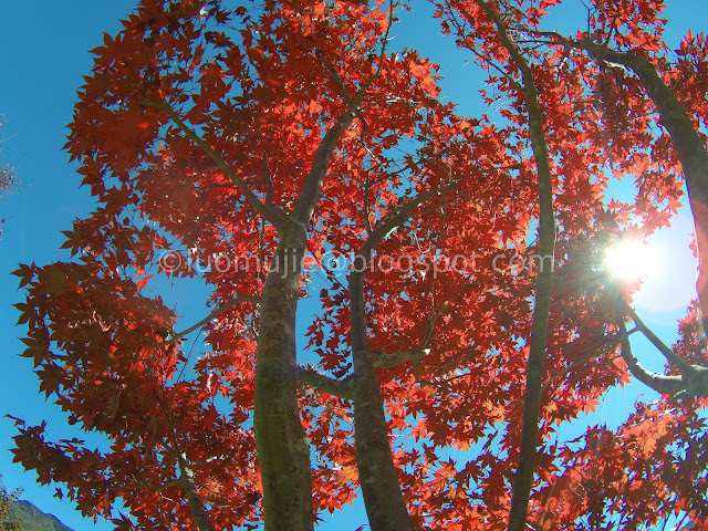 Wuling Farm maple autumn foliage