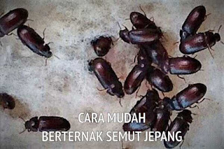 cara mudah berternak semut jepang