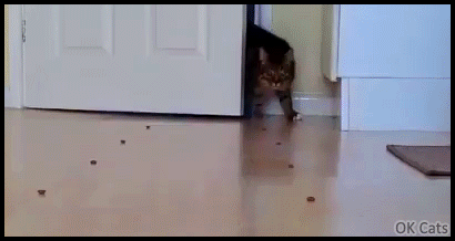 Funny Cat GIF • 2 hungry cats running. C'mon dude it's treat time! OMG, our fav treats! [ok-cats.com]
