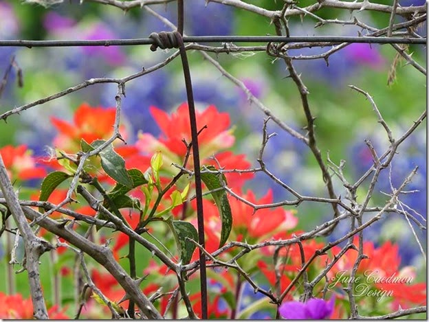 BarbedWire_TXPaintbrush