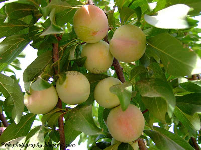 Plum Fruits