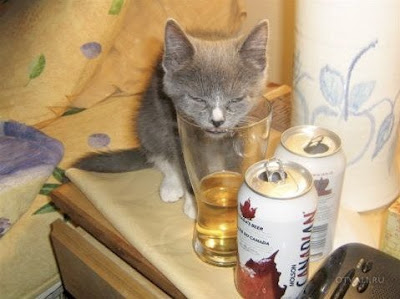 cat drink beer