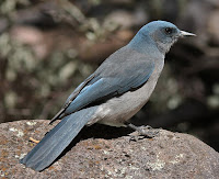 Arizona Birds Photos