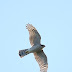 9月14日絵鞆半島の渡り鳥、ハイタカが飛びました。