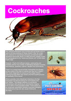 Pest Control Albion Park - Cockroaches