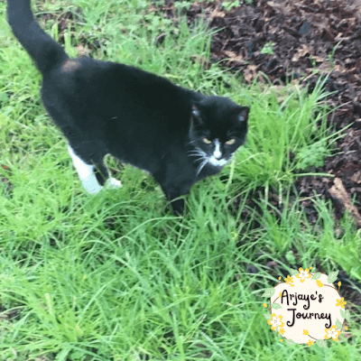 Picture of Mischief walking in the garden