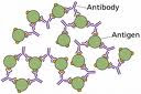 ANTIBODY AND ANTIGEN