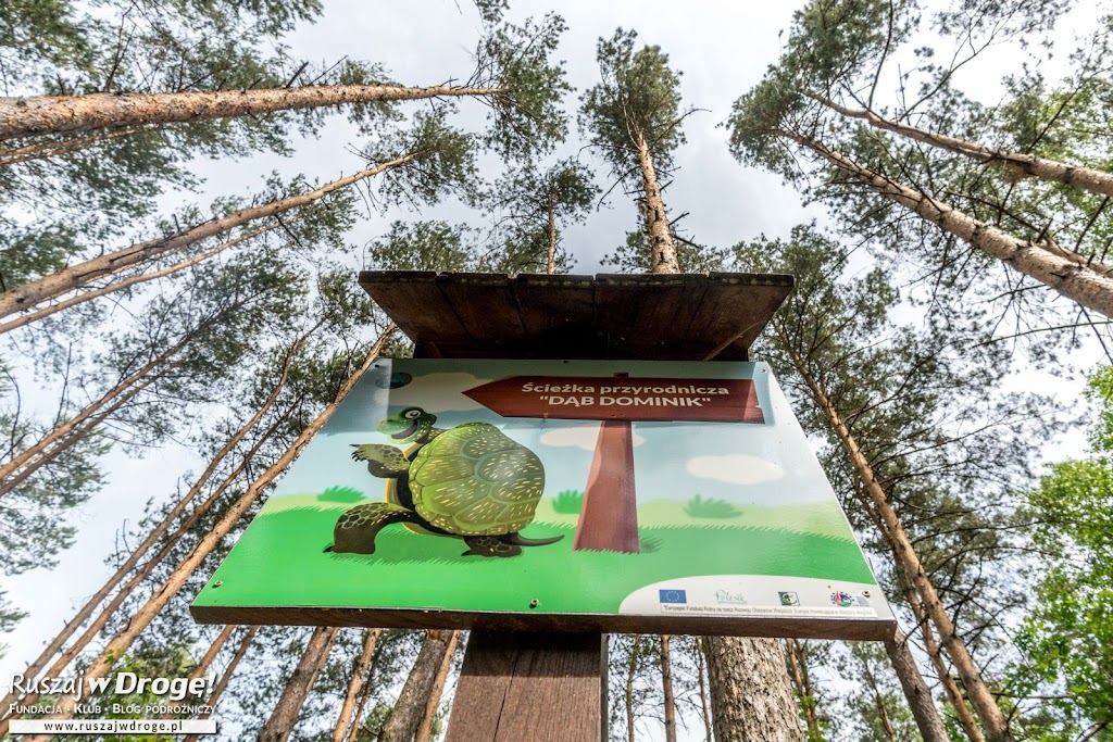 Ścieżka Dąb Dominik w Poleskim Parku Narodowym