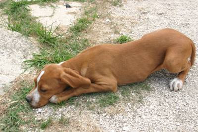 Fotos de cachorro Perdigueiro português