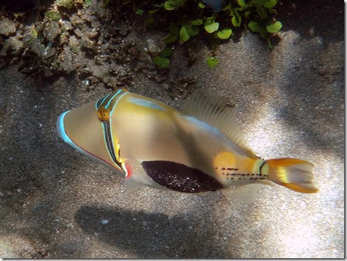 12 10 Bali (240) Good Karma Black Belly Trigger fish E