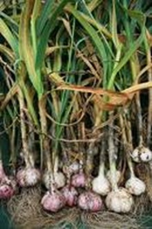 garlic2