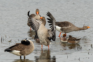 Naturfotografie Wildlifefotografie Lippeaue Olaf Kerber