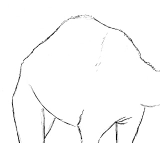 draw camel hump