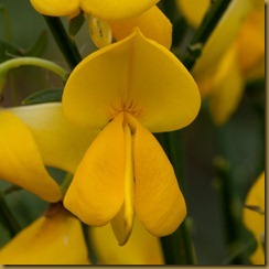 Broom, Cytisus scoparius