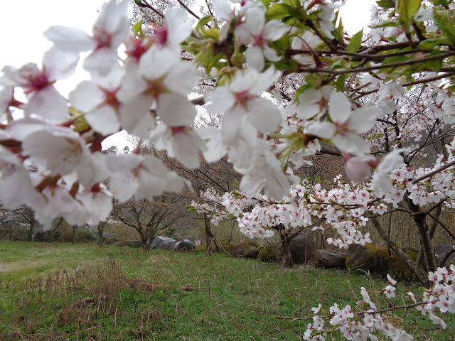 ソメイヨシノ桜が満開