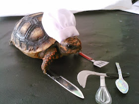 Funny animals of the week - 22 November 2013 (35 pics), tortoise with chef hat and cooking tools