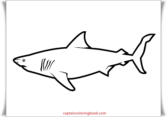  Sharks coloring pages free