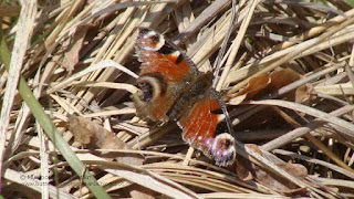 Aglais io DSC154821