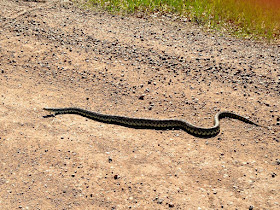 bull snake sunning, mid-May 2014