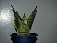 houseplant that will thrive in your bathroom humidity loving plants low light houseplant