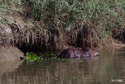 beaver next to bank den