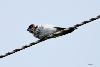 Red-rumped Swallow   Cecropis daurica - sub adult basking