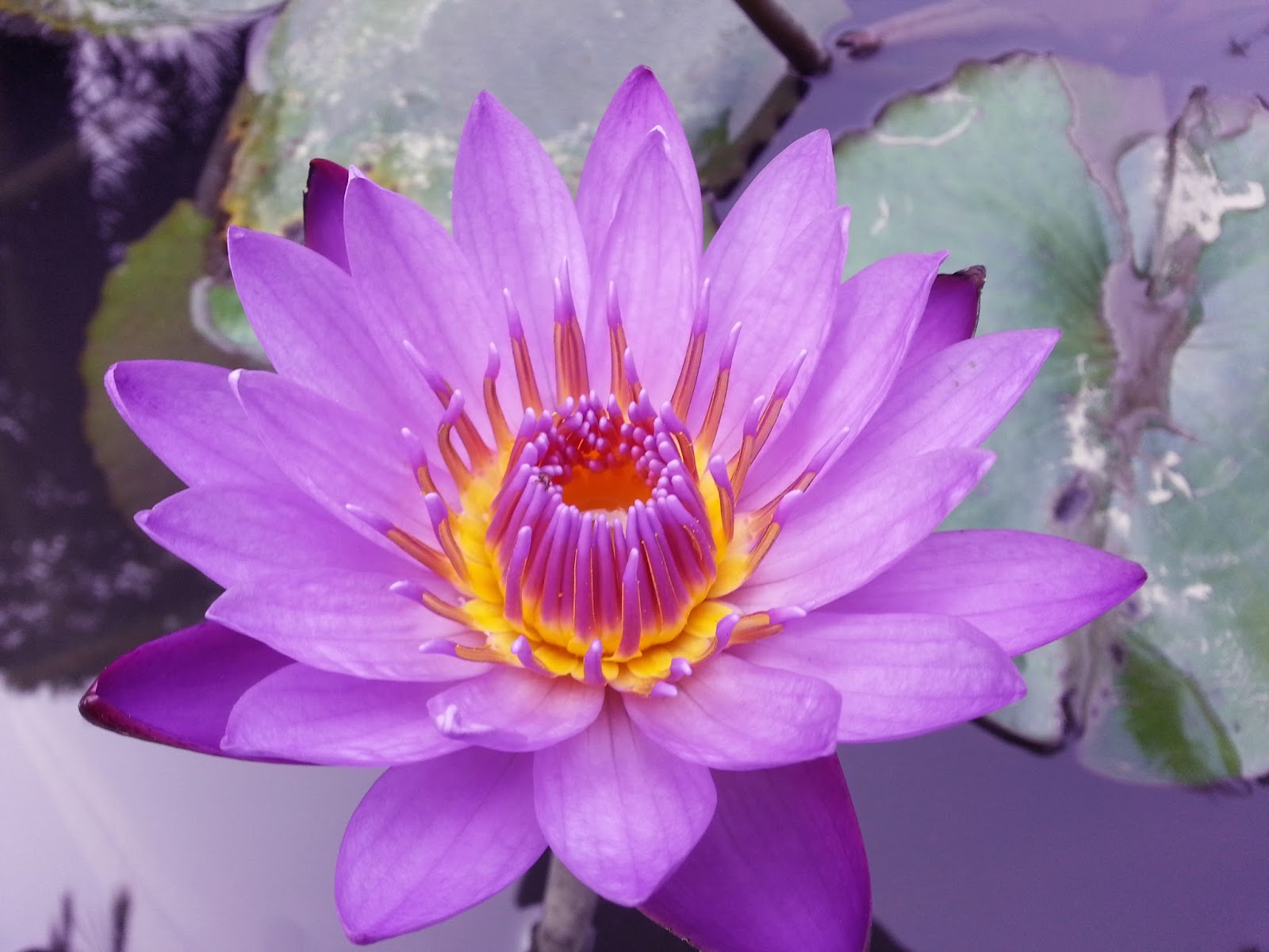 Blue Lotus The Ancient Egyptian Dream Flower
