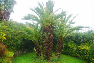 Luarca, Jardines de la Fonte Baixa, palmera imperial
