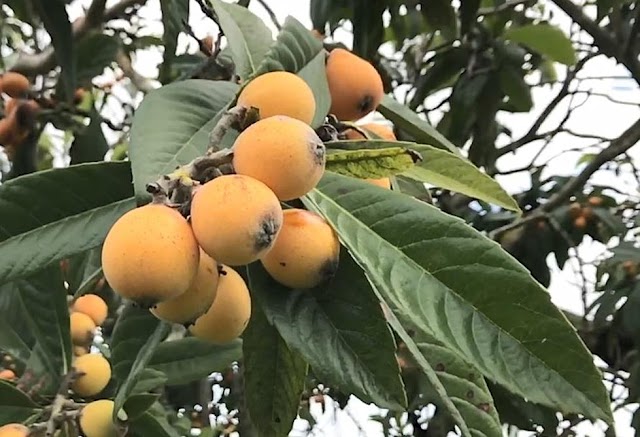 Japanese plums may help avoid high blood pressure and heart disease