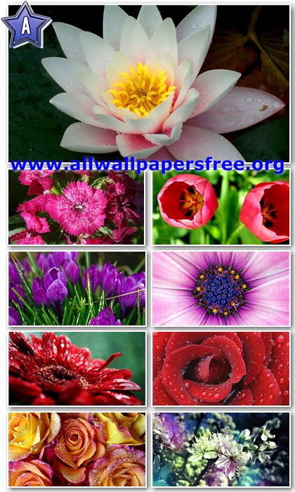 25 Beautiful Flowers Full HD Wallpapers 1920 X 1080