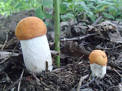  Leccinum aurantiacum koźlarz czerwony