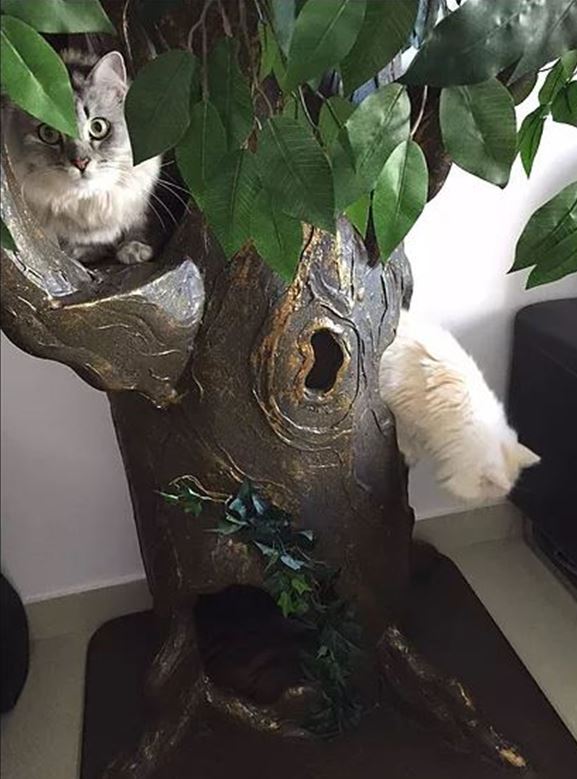 Ultimate Cat Trees