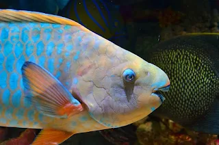 Close up photo of parrot fish.