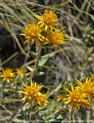 Quilembay (Chuquiraga avellanedae)