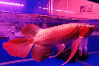 Apakah Ikan Arwana Ada Di Kalimantan?