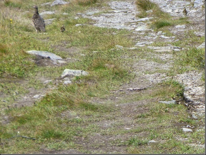 Golsfjellet 113
