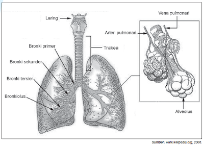 mekanisme pernapasan pada manusia 