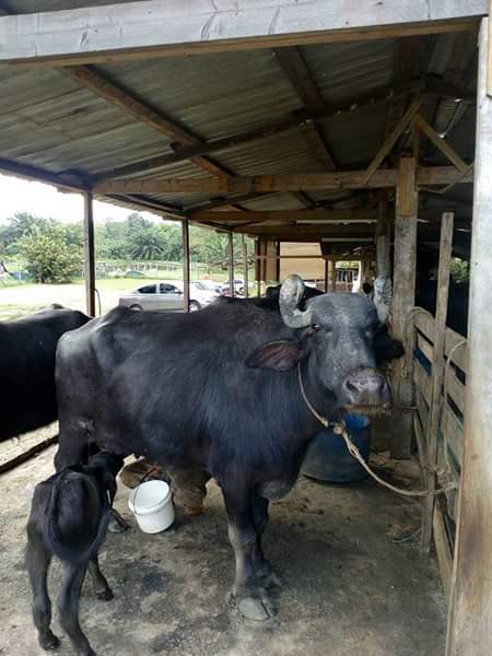 Kebau Sapi Buffalo Murrah Kerbau Susu Malaysia