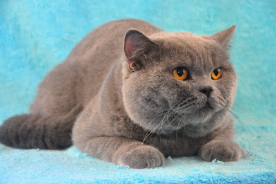 mata kucing russian blue