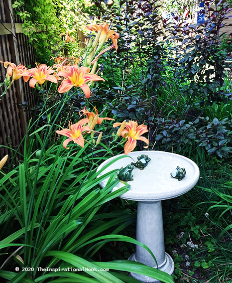 Orange day lilies, Lemon Lace vine, Purple sand, bird bath cherry