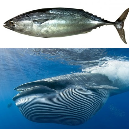 Salah Ucap Ikan Tongkol dan Ikan Paus
