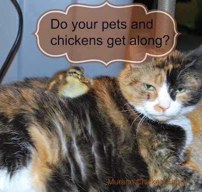 chickens get along with pets?