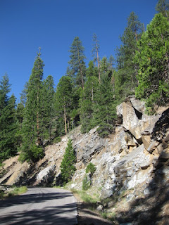 Fir trees anchored in a rocky hillside, W A Barr Road, Mt. Shasta, California