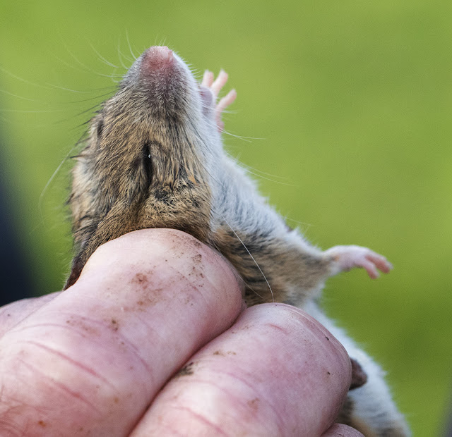 Wood Mouse, Apodemus sylvaticus.  Jubilee Country Park, 15 November 2015.