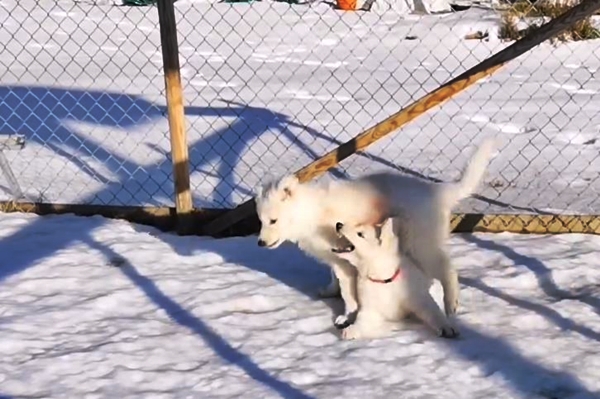 hvit gjeterhund