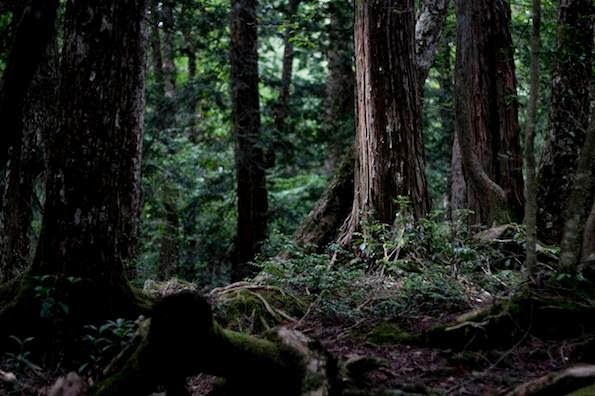 8 Hutan Paling Angker di Dunia - Wow Menariknya